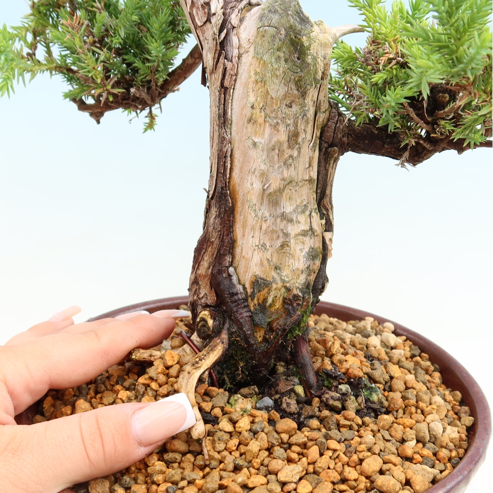 Vonkajší bonsai – Juniperus squamata – Jalovec šupinatý