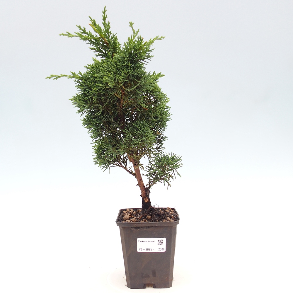 Vonkajšie bonsai - Juniperus chinensis Kishu -Jalovec čínsky