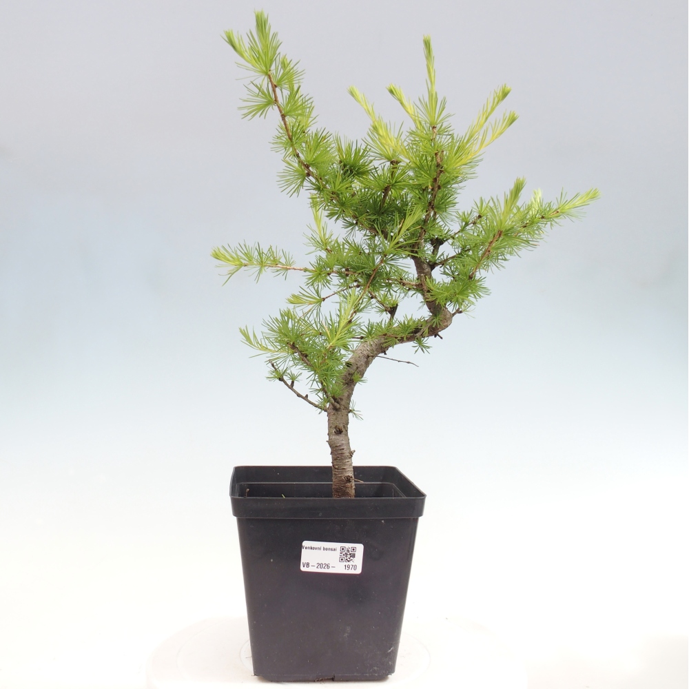 Vonkajšie bonsaje -Larix decidua - Smrekovec
