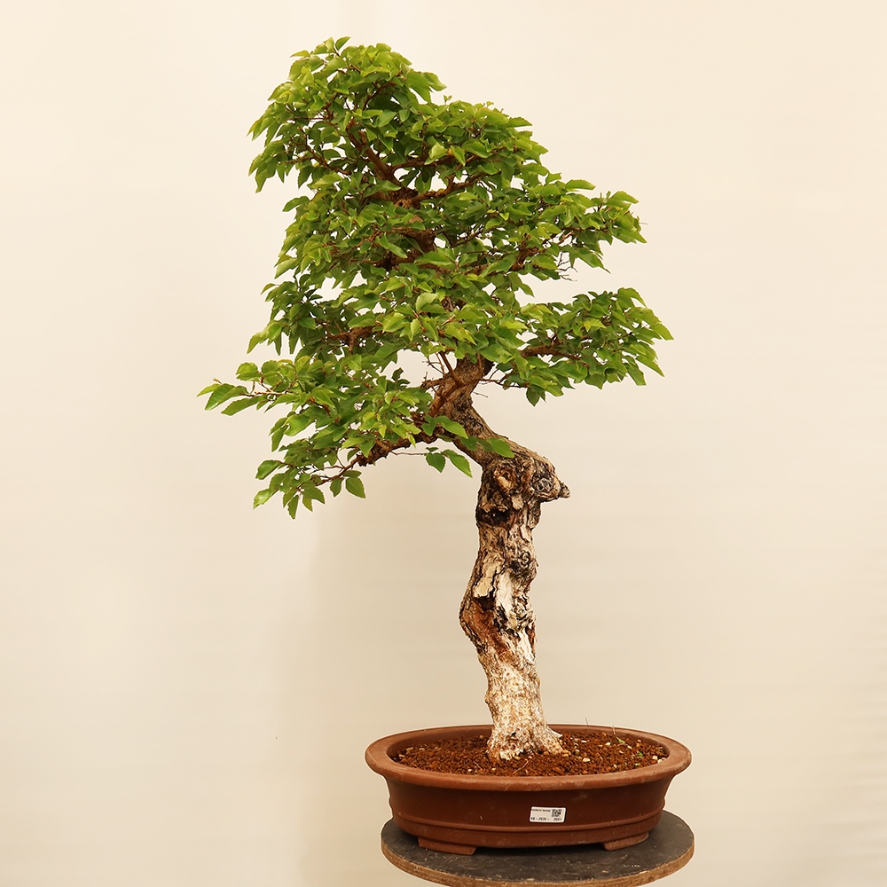 Vonkajší bonsai -Carpinus Coreana - Hrab kórejský