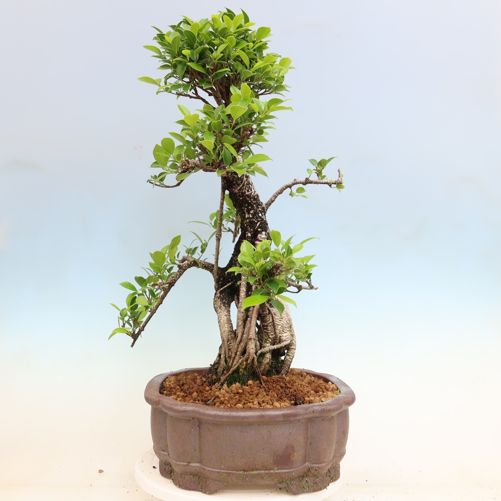 Izbové bonsaje - Ficus kimmen - drobnolistý fikus