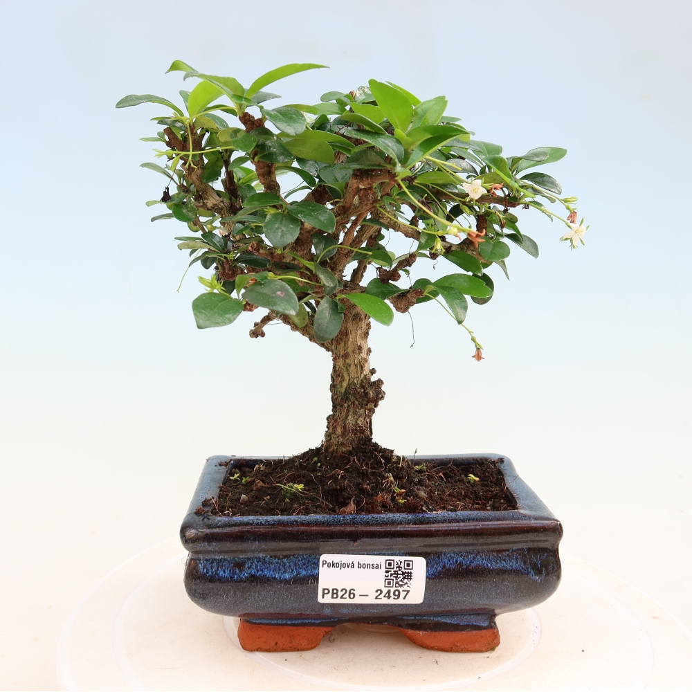 Izbové bonsaje - Carmona macrophylla - Tea fuki