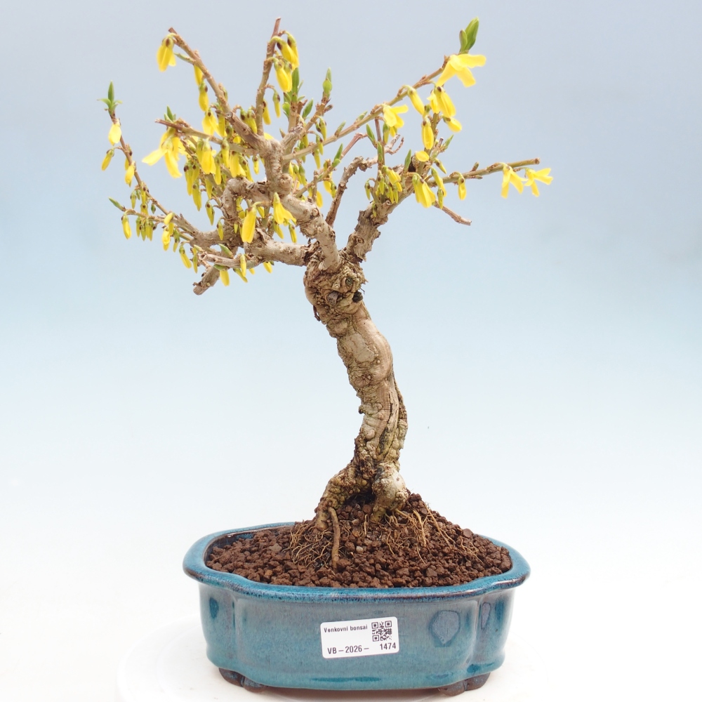 Vonkajšie bonsaje - Zlatice - Forsythia koreana