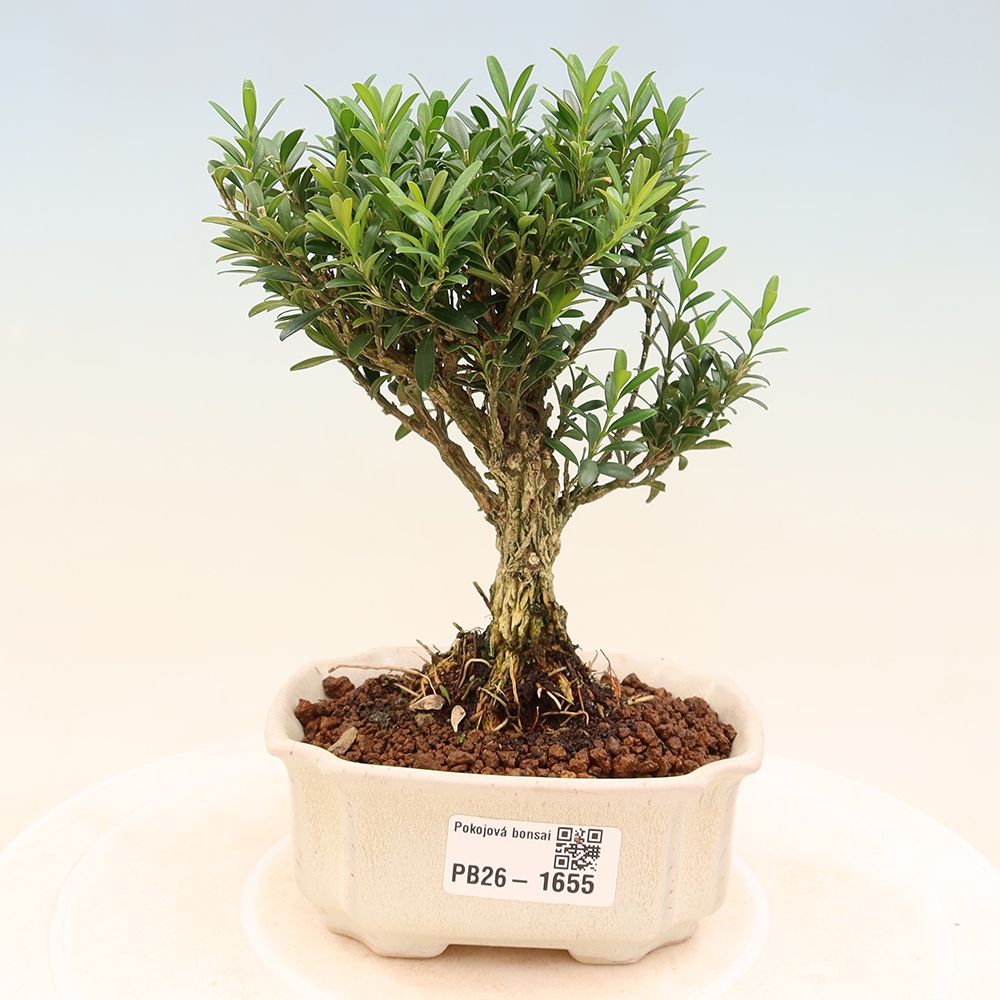 Izbové bonsaje - Buxus harlandii - korkový buxus