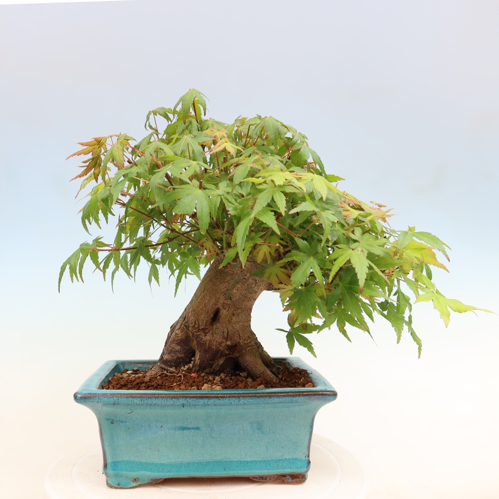 Vonkajšie bonsaje - Javor Burger - Acer Burgerianum