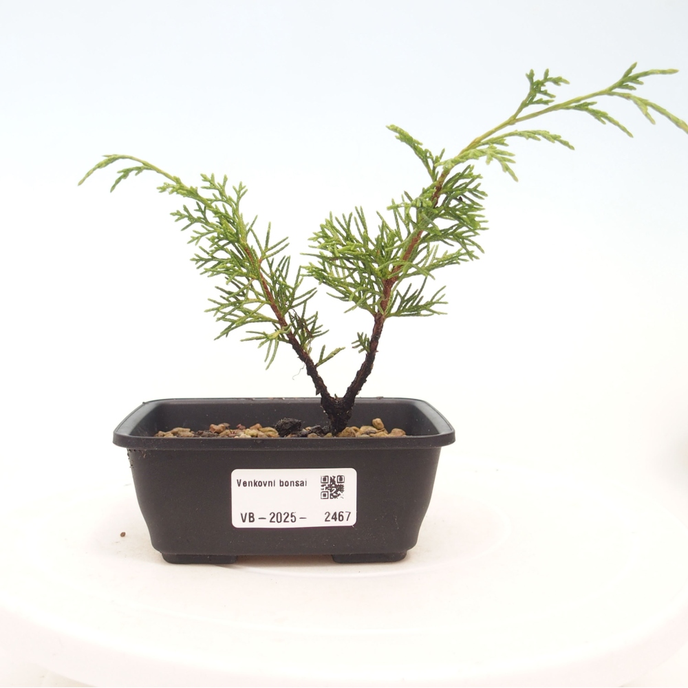 Vonkajší bonsai - Juniperus chinensis Itoigawa -Jalovec čínsky