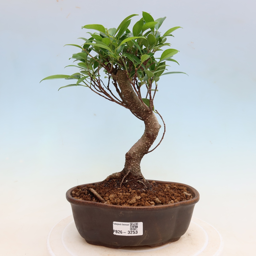 Izbové bonsaje - Ficus kimmen - drobnolistý fikus