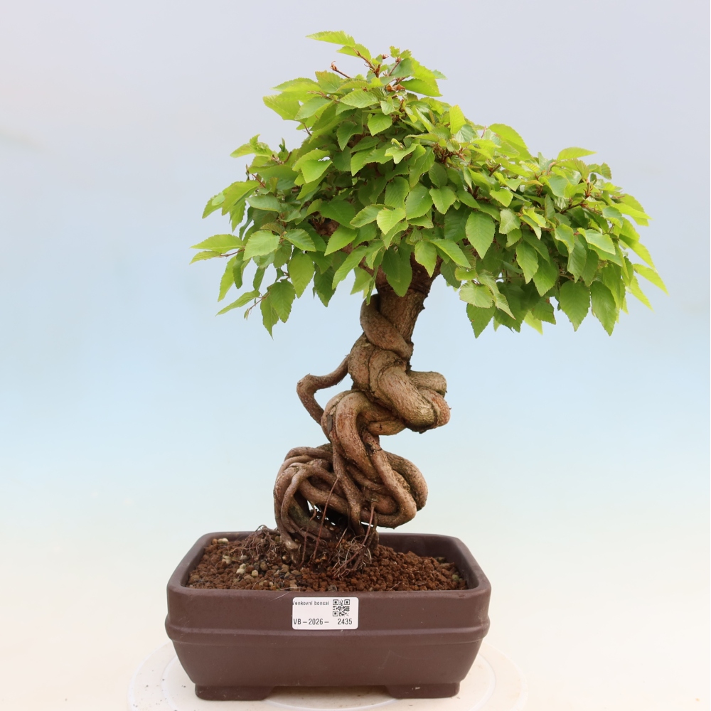 Vonkajší bonsaj -Carpinus coreana - Hrab kórejský