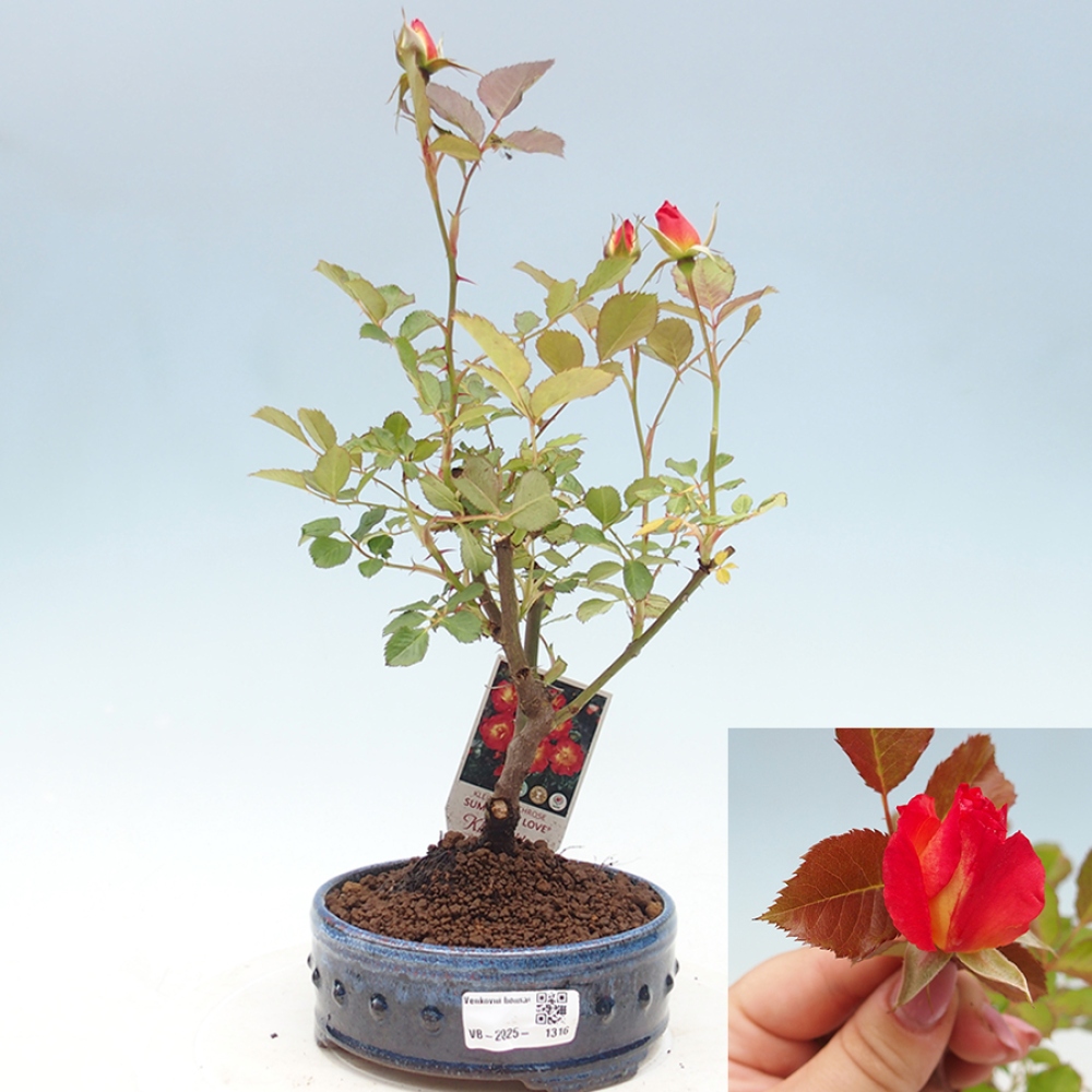 Vonkajší bonsai - Rosa Kordes - ruža
