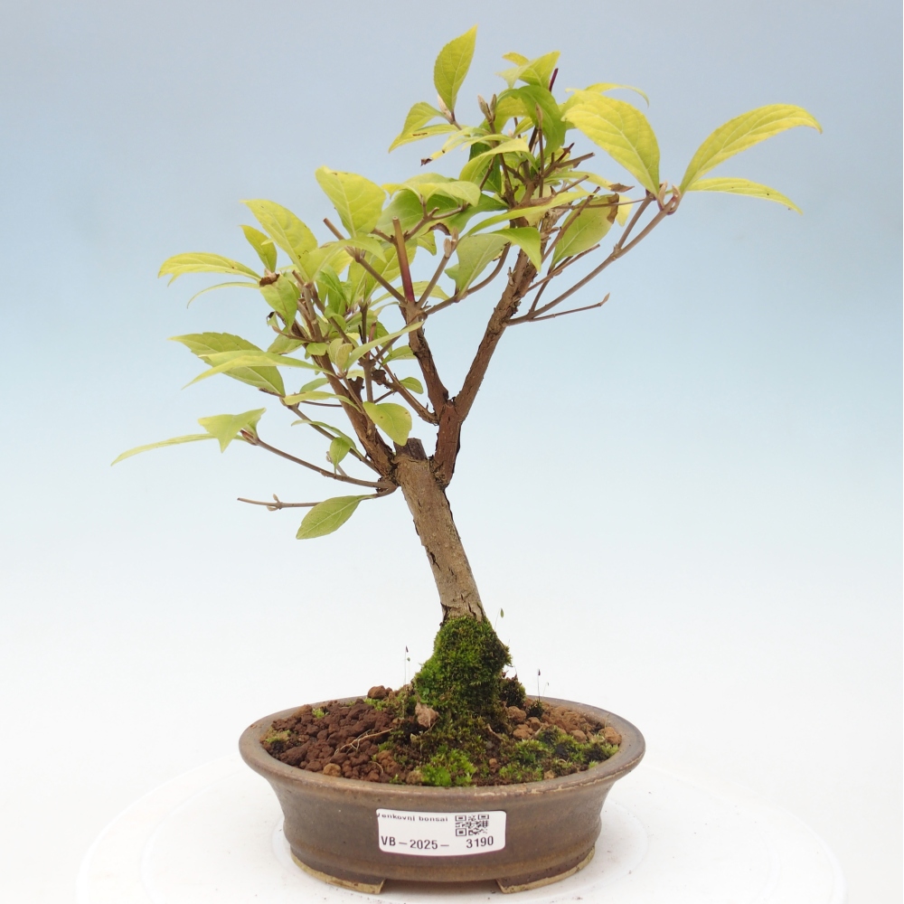 Vonkajšia bonsai - krásnoplodka - Callicarpa jap. Leucocarpa