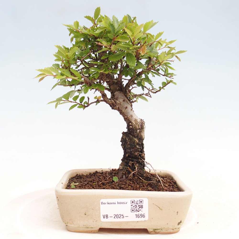 Vonkajšie bonsai - Zelkova - Zelkova Nirom