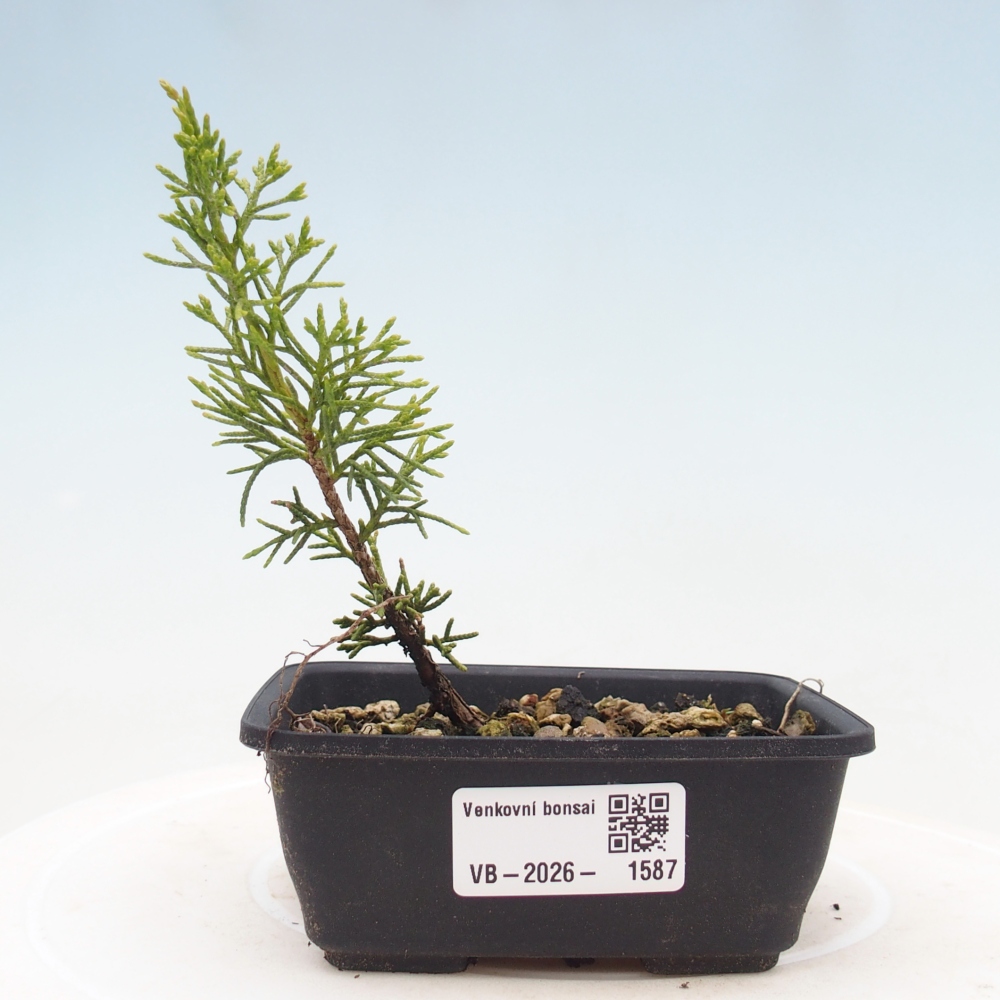 Vonkajší bonsaj - Juniperus chinensis Itoigawa