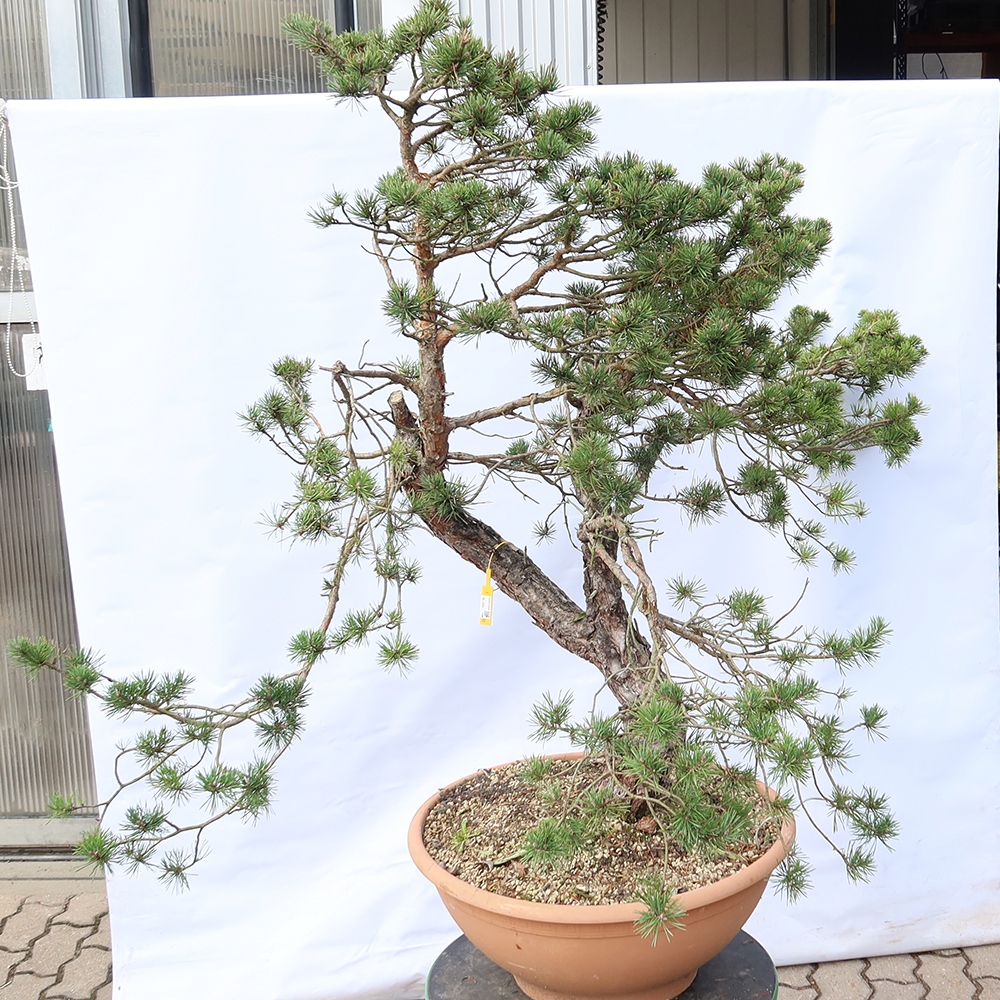 Pinus sylvestris Španielsko – borovica lesná