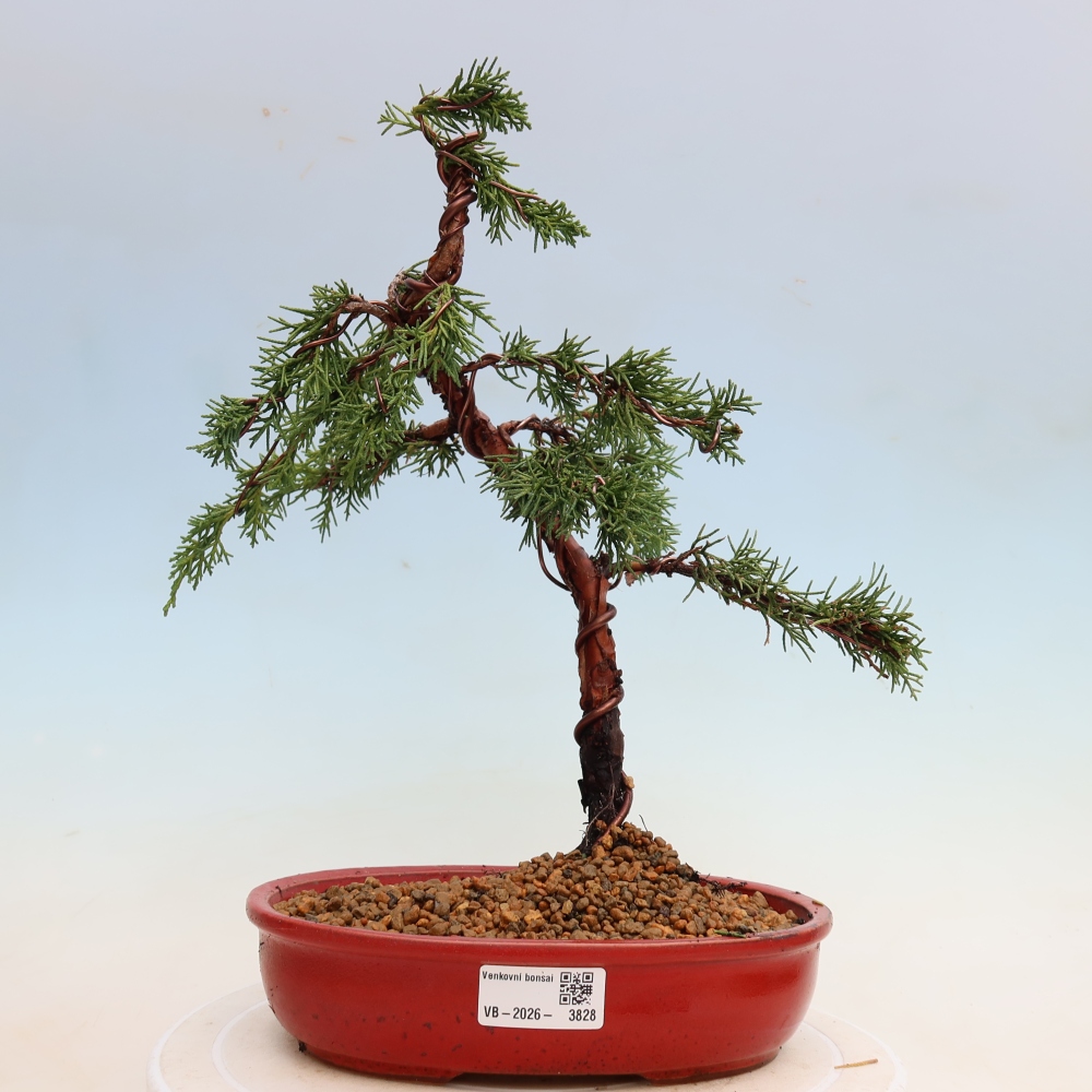 Vonkajší bonsaj - Juniperus chinensis Kishu