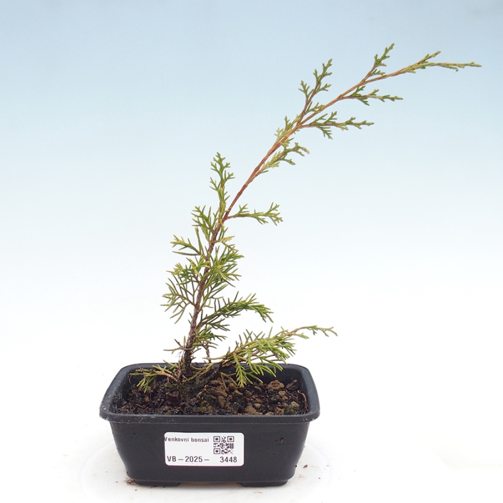 Vonkajší bonsaj - Juniperus chinensis Itoigawa