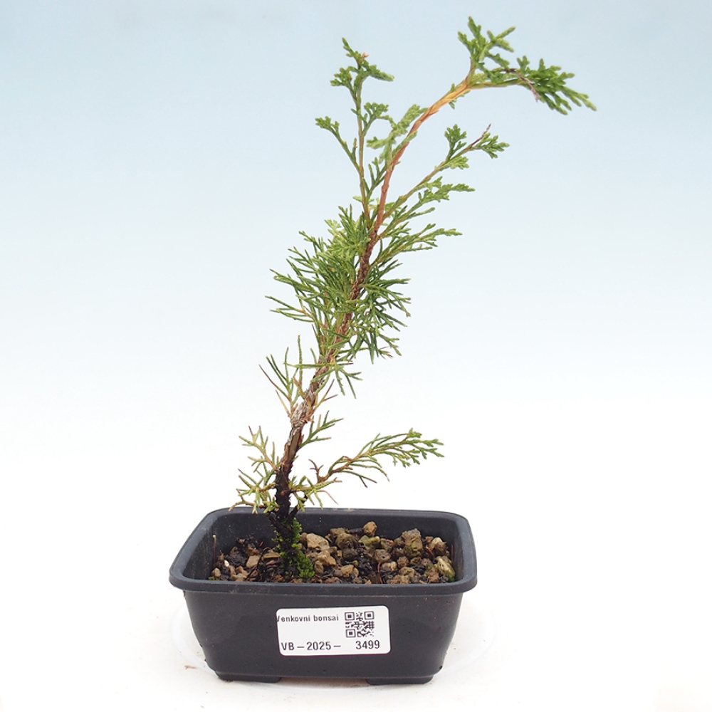 Vonkajší bonsaj - Juniperus chinensis Itoigawa