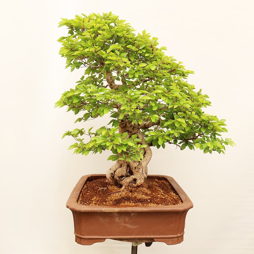 Vonkajší bonsai -Carpinus Coreana - Hrab kórejský