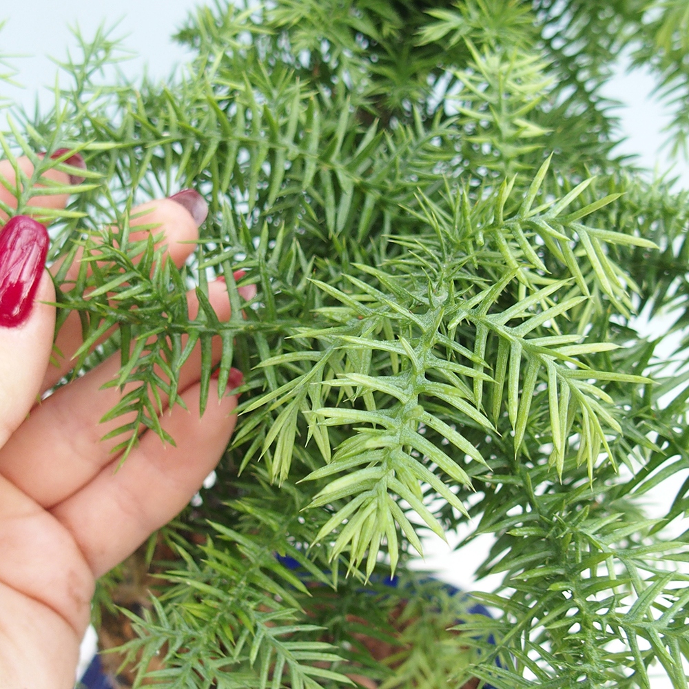 Izba bonsai – Araukária – izba smreček