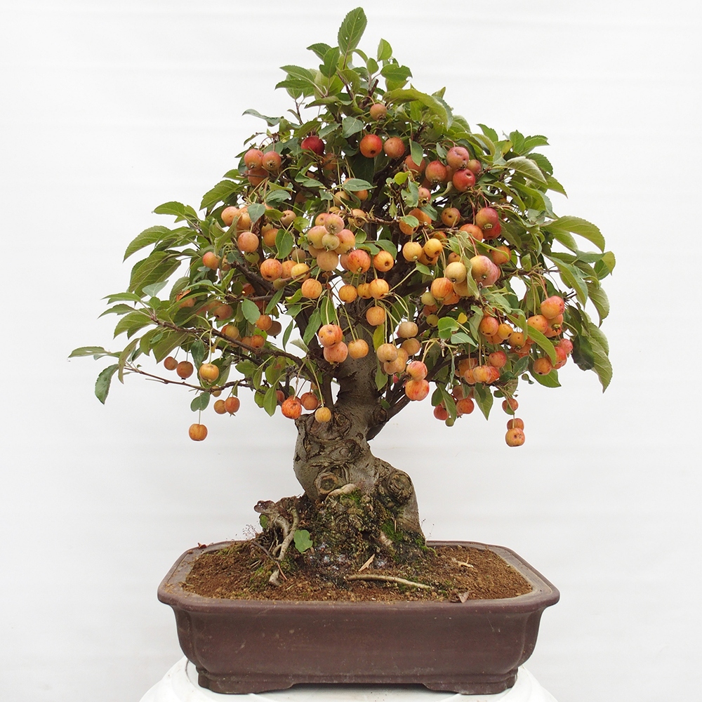 Vonkajší bonsai -Malus halliana - Maloplodá jabloň