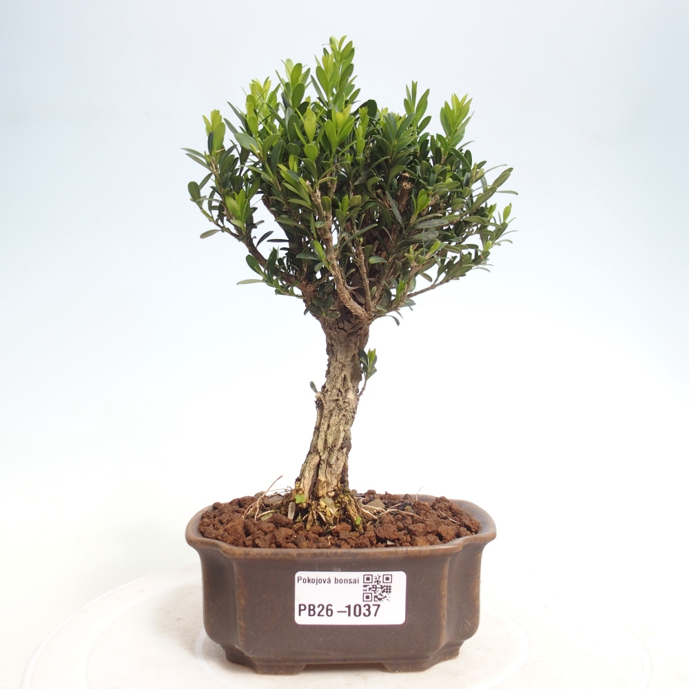 Izbové bonsaje - Buxus harlandii - korkový buxus