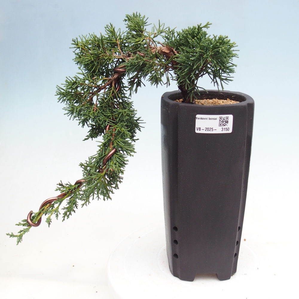 Vonkajší bonsai - Juniperus chinensis Kishu -Jalovec čínsky