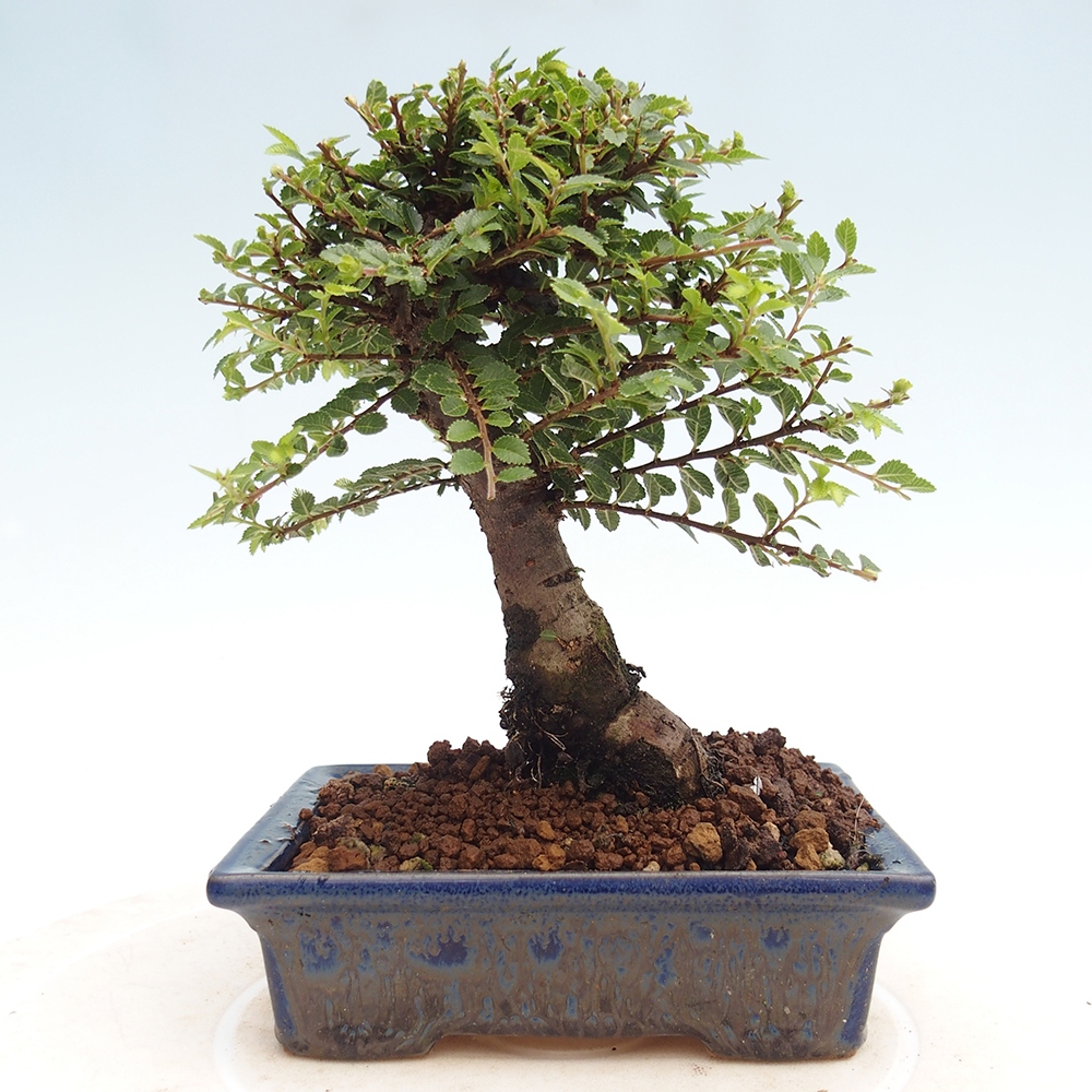 Vonkajší bonsai - Ulmus parvifolia Hokkaido - brest Čínsky