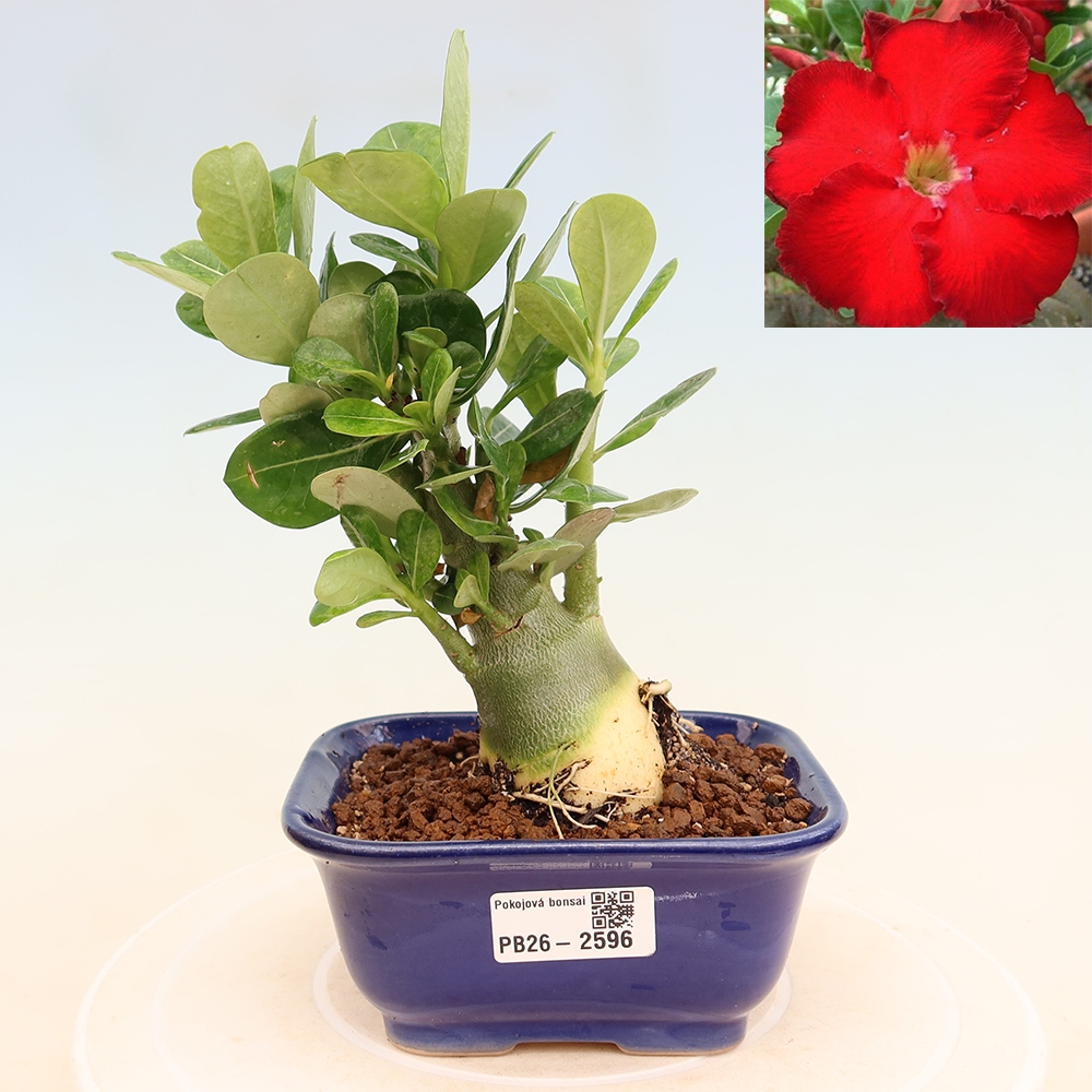 Izba bonsai – Adenium obesum Red Star – Púštna ruža