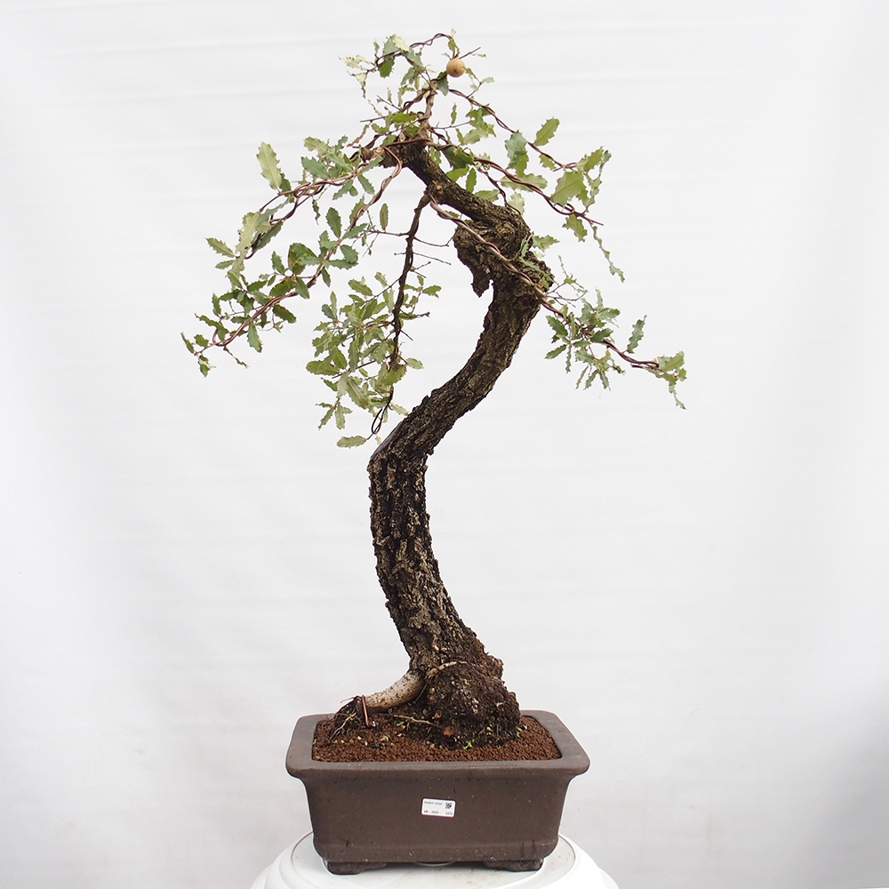 Yamadori - Quercus Ilex -Dub cezmínovitý
