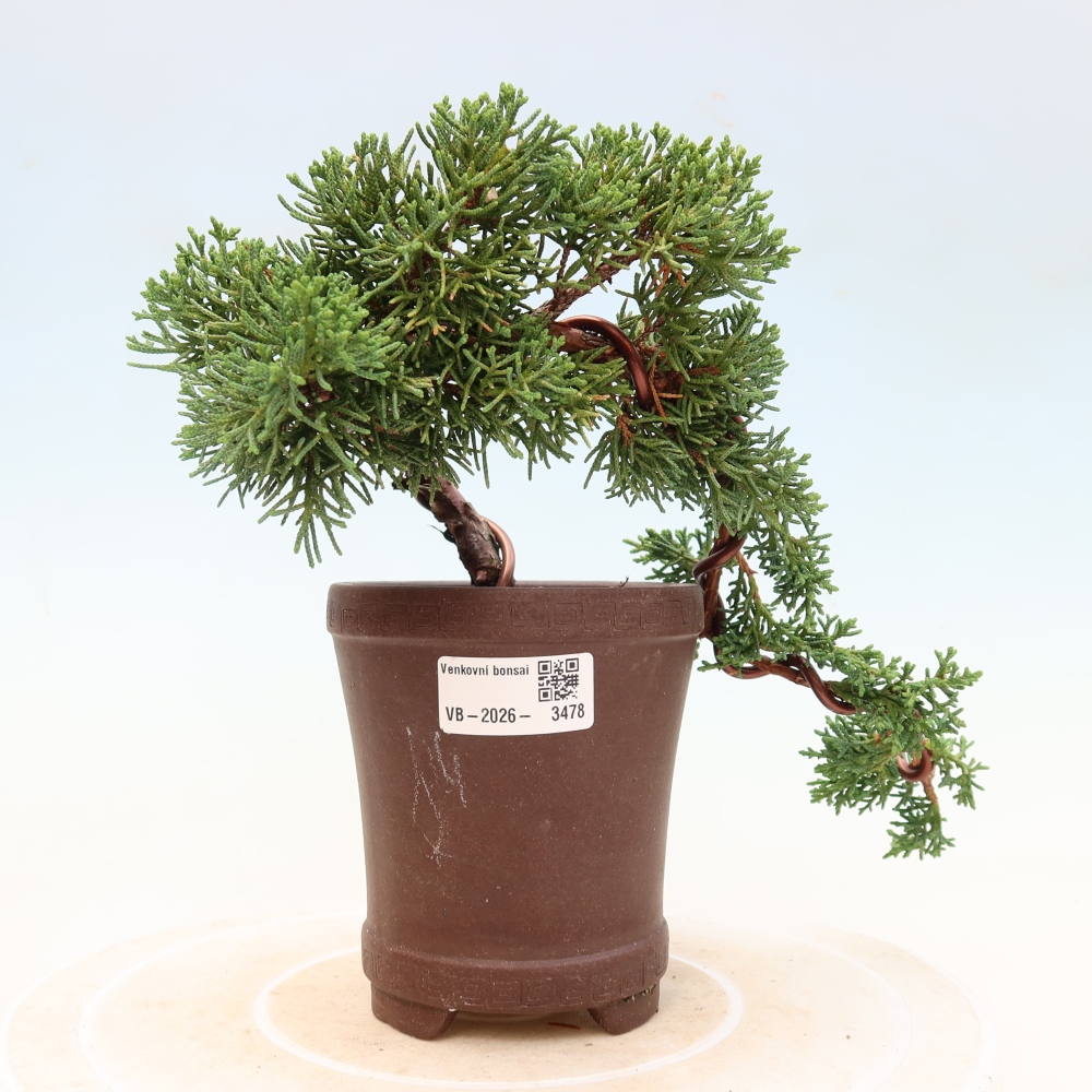 Vonkajší bonsaj - Juniperus chinensis Kishu