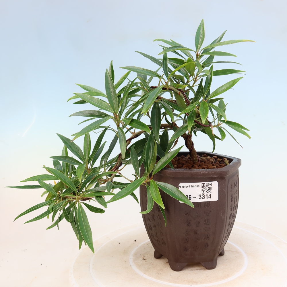 Izbové bonsaje - Ficus nerifolia - fíkus drobnolistý