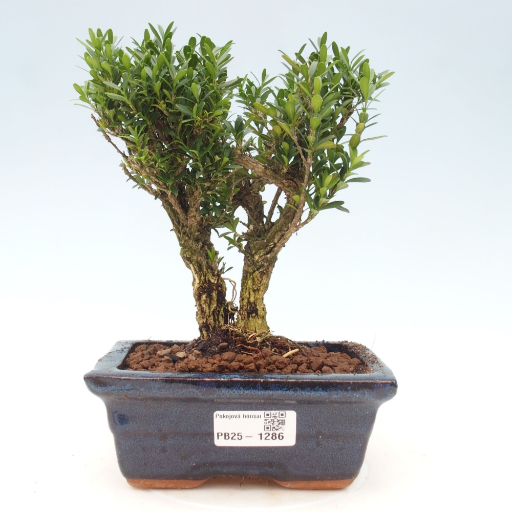 Izbová bonsai - Buxus harlandii - korkový buxus