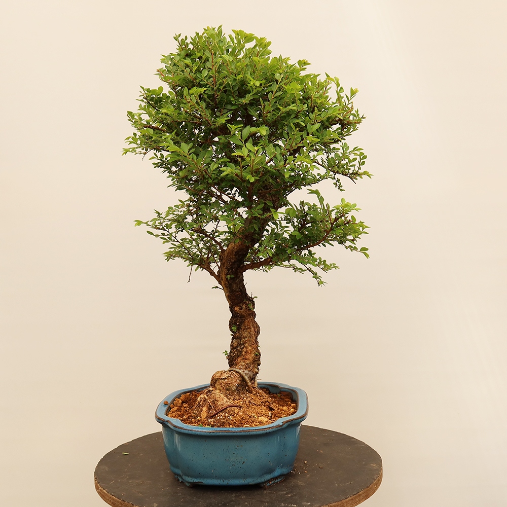 Vonkajšie bonsai - Zelkova - Zelkova NIRE