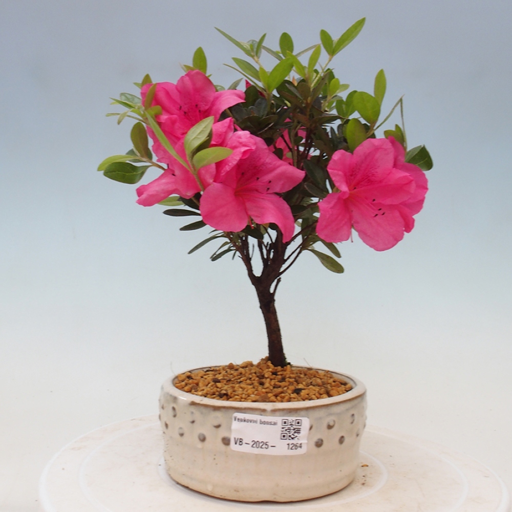 Vonkajší bonsai - Japonská azalka - Azalea sp.