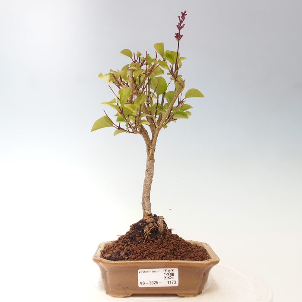 Vonkajší bonsai - Syringa Meyeri Palibin - Orgován Meyerov