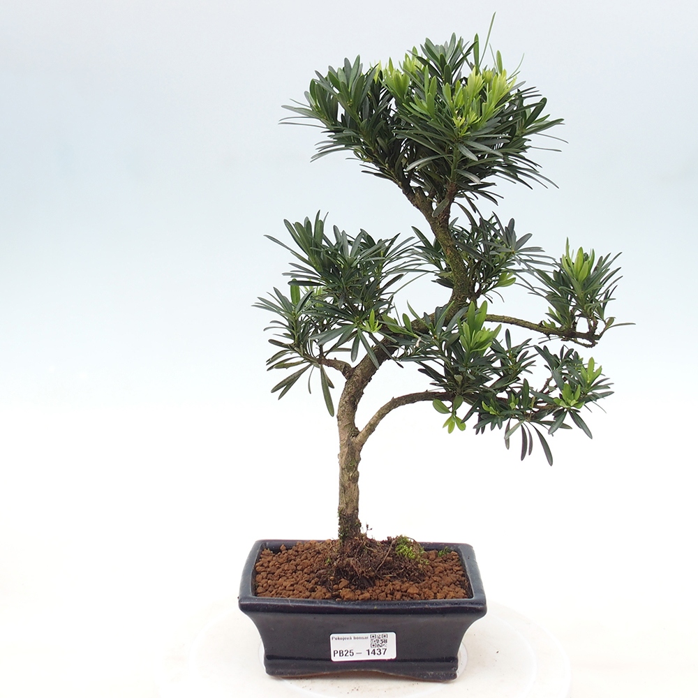 Izbová bonsai - Podocarpus - Kamenný tis