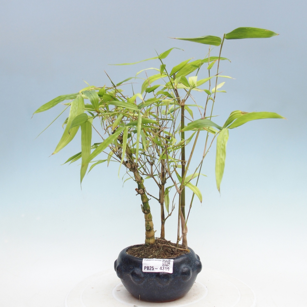 Izbová bonsai - Bambus budha-Bambus budhovo brucho