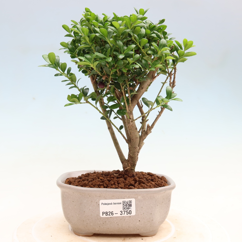 Izbový bonsaj - Ilex crenata - Cesmína