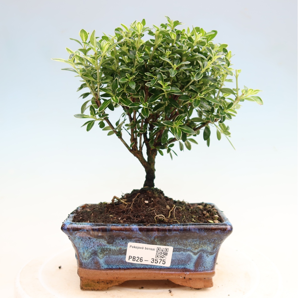 Izba bonsai – Serissa foetida Variegata – Strom tisíc hviezd