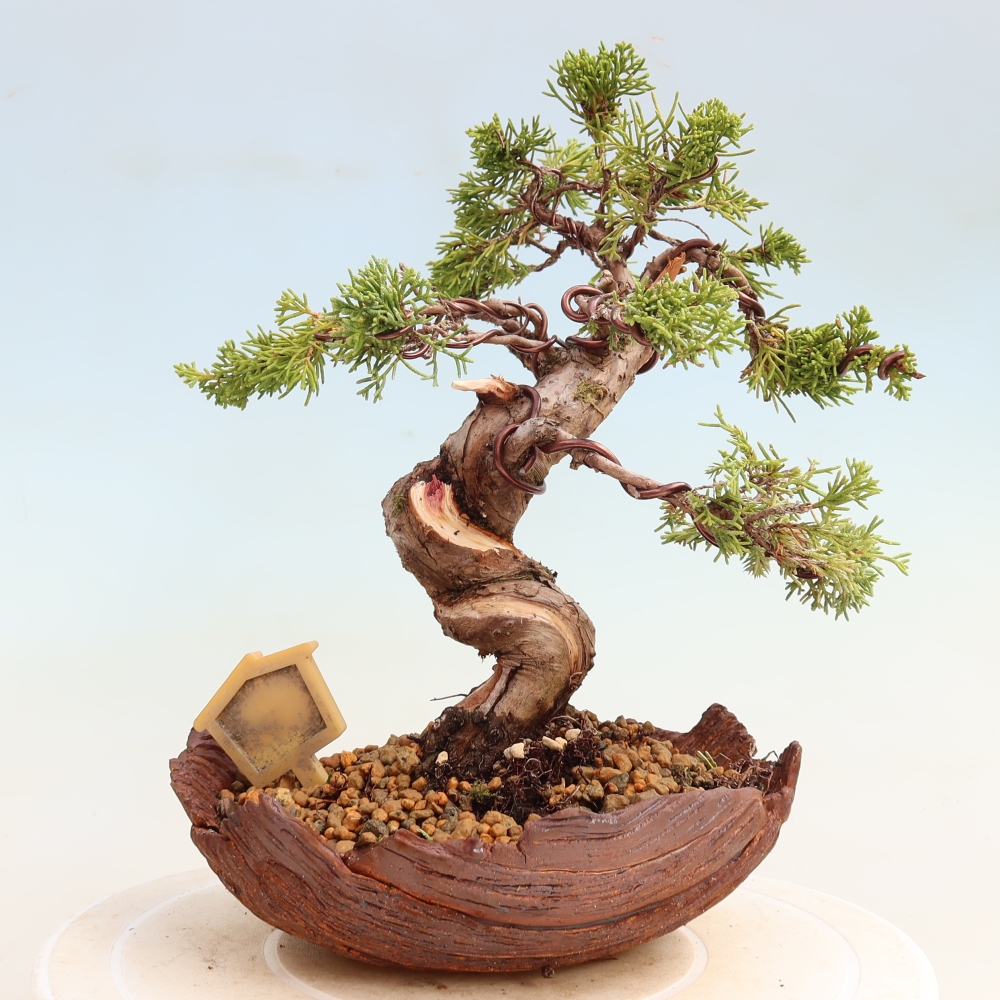 Vonkajší bonsai – Juniperus chinensis Itoigawa – čínsky jalovec