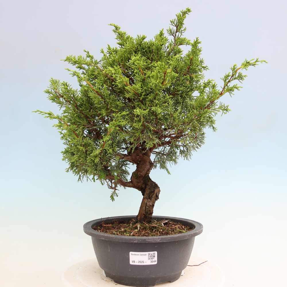 Vonkajší bonsai – Juniperus chinensis Itoigawa – čínsky jalovec