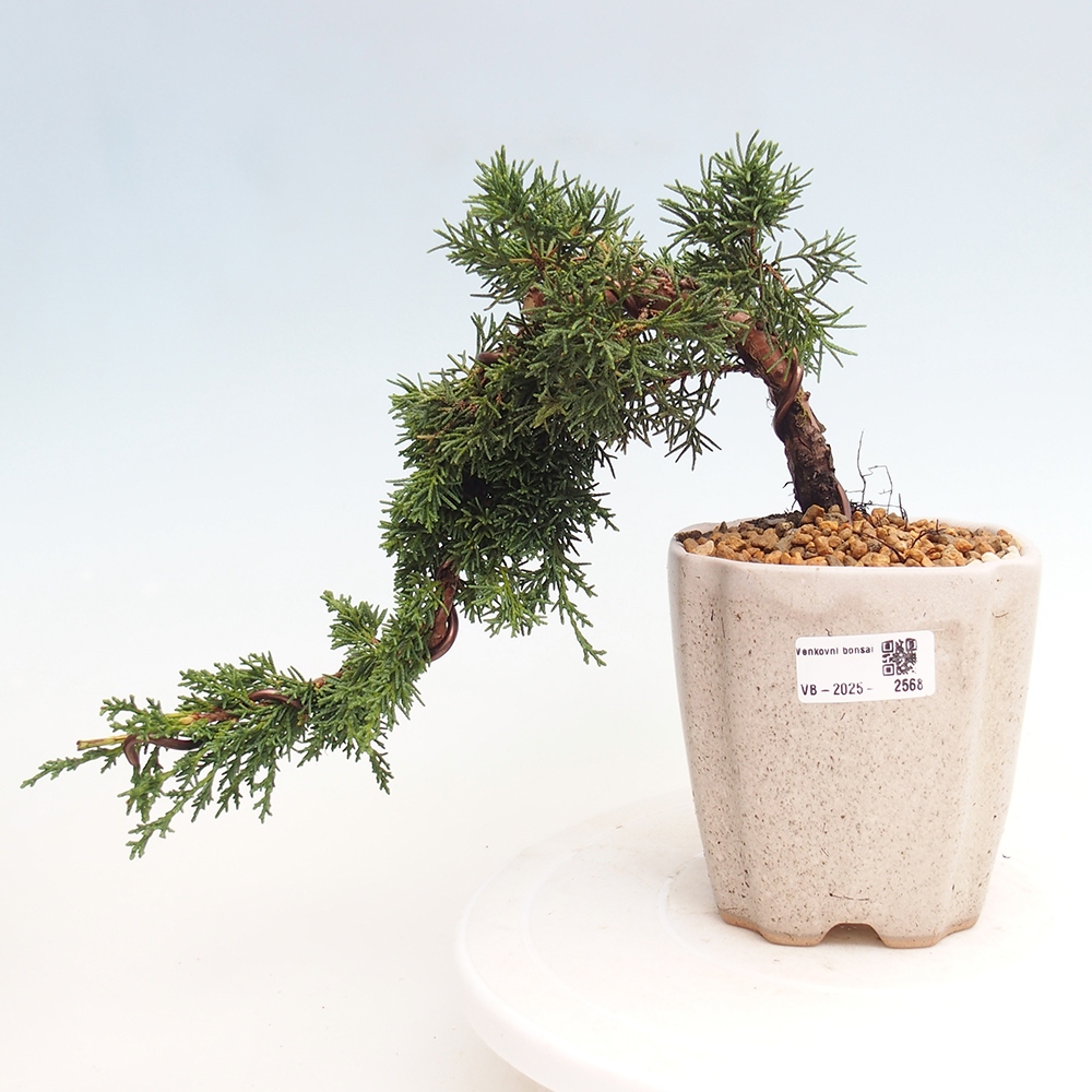 Vonkajší bonsai - Juniperus chinensis Kishu -Jalovec čínsky