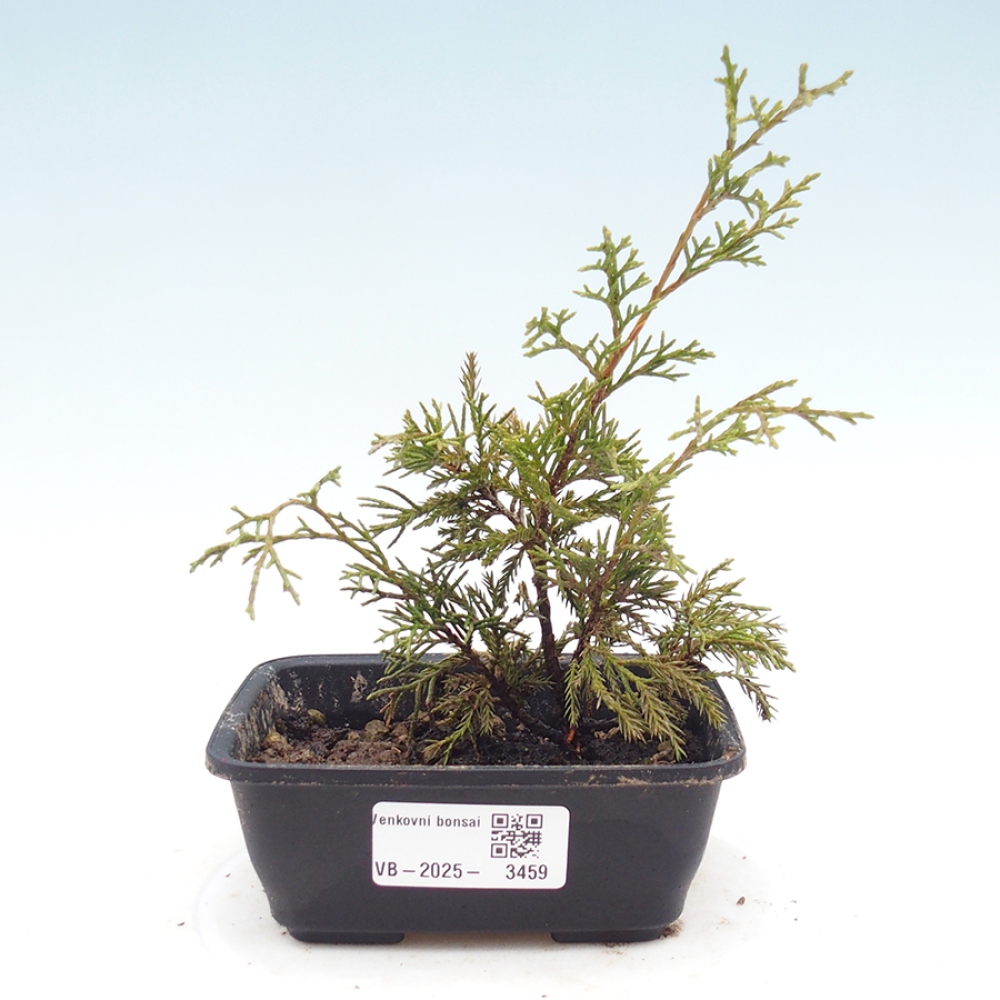 Vonkajší bonsaj - Juniperus chinensis Itoigawa