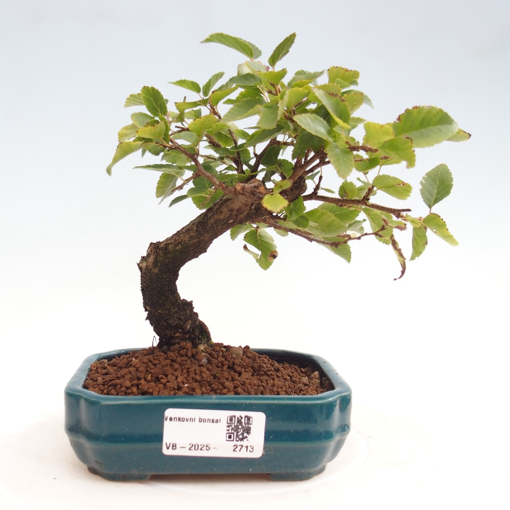 Vonkajší bonsai -Carpinus CARPINOIDES - Hrab kórejský