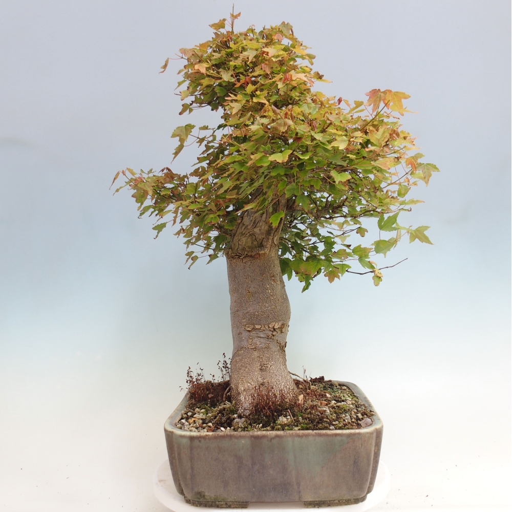 Vonkajšie bonsai - Javor Buergerianum - Javor Burgerův