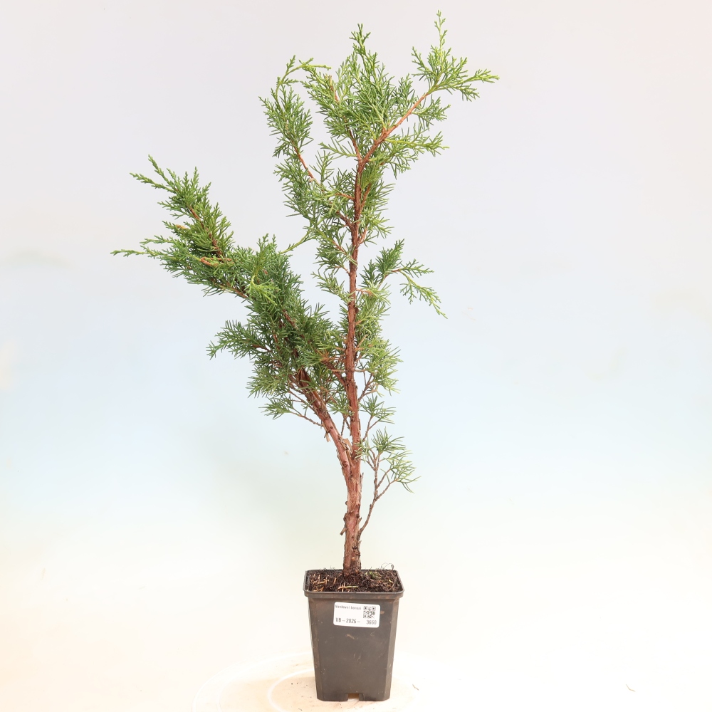 Vonkajší bonsaj - Juniperus chinensis Kishu
