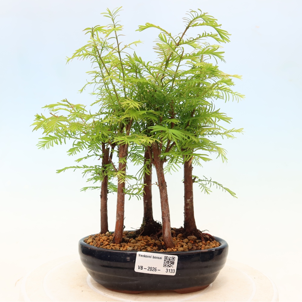 Vonkajší bonsai – Metasequoia glyptostroboides – čínska metasekvoja – hájik
