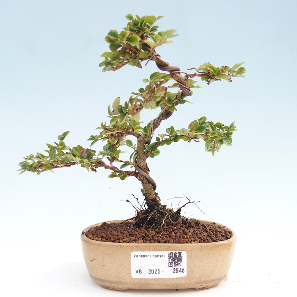 Vonkajší bonsai - Cotoneaster horizontalis - Skalník