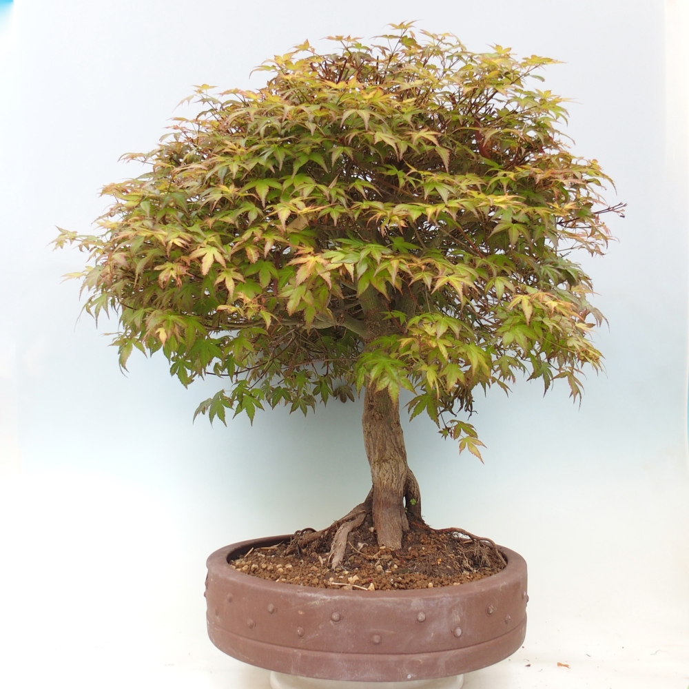 Javor poľný - Acer palmatum Beni Tsukasa