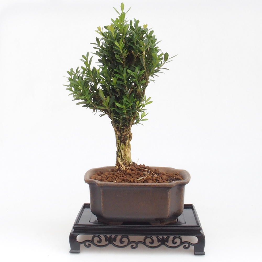 Bonsai stolík plastový obdĺžnikový 15,5 x 10 x 3  cm, farba čierna