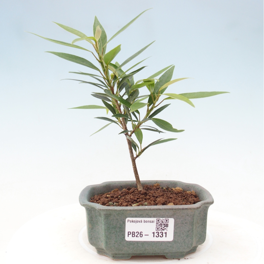 Izbové bonsaje - Ficus nerifolia - fíkus drobnolistý